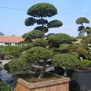 japán kert
