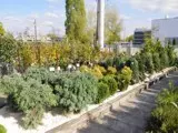 Örökzöld kertészet 04
